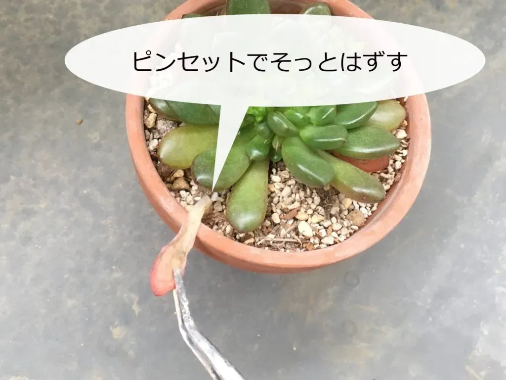 なぜあなたの多肉植物 枯れる？【絶対】知っておくべき驚きの復活テクニック